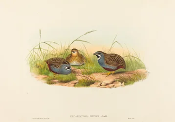 Excalftoria minima Blaubrustwachtel. Schöpfer: John Gould, Henry Constantine Richter