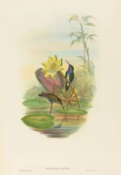 Hylocharis lactea Saphirbrust-Smaragd