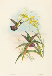 Lampornis veraguensis Veraguan Mango. Schöpfer: John Gould, Henry Constantine Richter