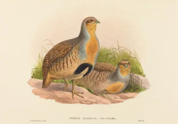 Perdix barbata Daurische Rebhuhn