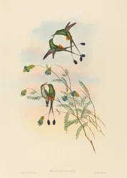 Spathura peruana, peruanischer Schlägerschwanz. Schöpfer: John Gould, Henry Constantine Richter.