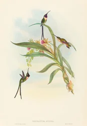 Tharmastura enicura Schlanker Scherenschwanz. Schöpfer: John Gould, Henry Constantine Richter