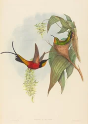 Topaza pyra Fairy Topaz
