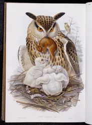 Eine große Eule und Küken, aus "Die Vögel Europas", veröffentlicht 1832-37
