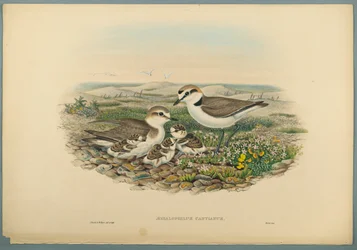 Aegialophilus Cantianus - Seeregenpfeifer