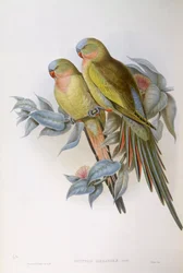Alexandras Papagei (Polytelis alexandrae), Gravur von John Gould