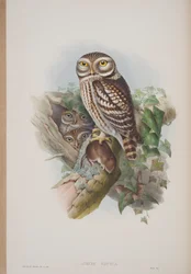 Athene Noctua, Tafel aus Die Vögel von Großbritannien von John Gould, veröffentlicht 1862-73