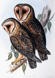 Australische Maskeneule (Strix personata), Lithographie aus Birds of Australia