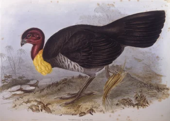 Australischer Buschtruthahn (Alectura lathami), Gravur