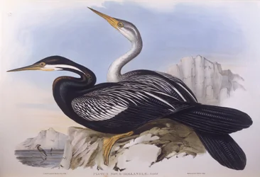 Australischer Schlangenhalsvogel (Anhinga novaehollandiae)