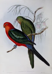 Australischer Königssittich, Gravur von John Gould und Henry Constantine Richter