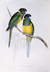 Australischer Ringsittich (Barnardius oder Platycercus zonarius)