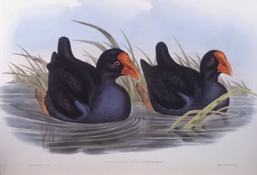 Australisches Purpurhuhn (Porphyrio melanotus)