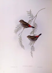 Schöner Feuerflügel (Stagonopleura bella), Gravur von John Gould