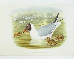 Schwarzkopfmöwe (Larus ridibundus), Gravur von John Gould, William Hart, H C Richter