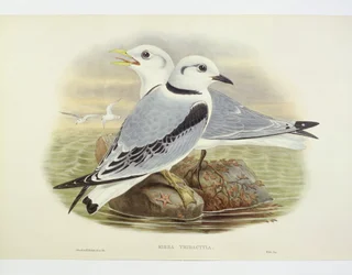 Dreizehenmöwe (Rissa tridactyla), Gravur von John Gould, William Hart, H C Richte