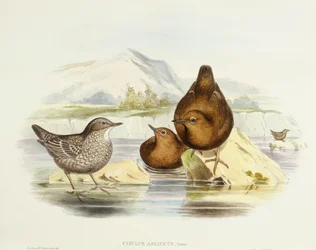 Braunwasseramsel (Cinclus pallasii), Gravur von John Gould