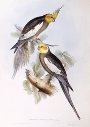 Nymphensittich (Nymphicus hollandicus), Gravur von John Gould