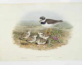 Sandregenpfeifer (Charadrius hiaticula), Illustration