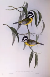 Haubenwürger (Falcunculus frontatus), Gravur
