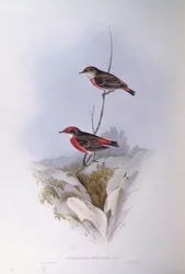Scharlachroter Honigfresser (Epthianura tricolour), Gravur von John Gould