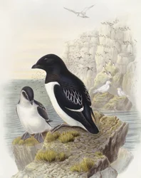 Krabbentaucher (Alle alle), Gravur von John Gould