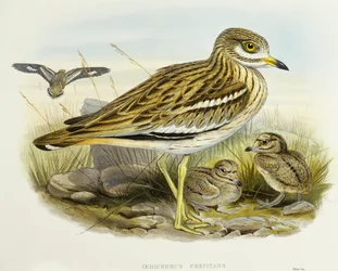 Eurasischer Dickknopf (Burhinus oedicnemus), Gravur