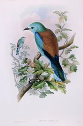 Europäischer Roller; Coracias Garrula, 1862-1873