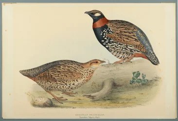 Europäisches Francolin