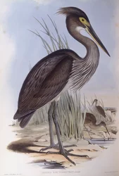 Großschnabelreiher (Ardea sumatrana), Gravur von John Gould