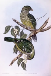Grüner Katzenvogel (Ailuroedus crassirostris), Gravur