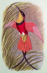 Kolibri: Purpur-Topas, Tafel 23 aus 