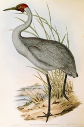 Illustration aus John Goulds "The Birds of Australia" darstellend Brolga Grus rubicunda