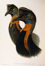 Illustration aus John Goulds "The Birds of Australia" darstellend Nördlicher Kasuar Casuarius unappendiculatus, von Oscar Dressler