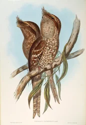 Illustration aus John Goulds "Die Vögel Australiens" darstellend Eulenschwalm (Podargus strigoides), von Oscar Dressler