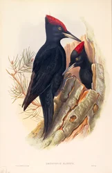 Illustration aus John Goulds „The Birds of Great Britain“, die ein Schwarzspechtpaar (Dryocopus martius) darstellt