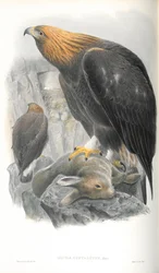 Illustration des Steinadlers