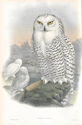 Illustration von Nyctea Nivea (Schneeeule)