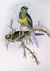 Mallee Ringneck (Platycercus oder Barnardius barnardi), Gravur von John Gould