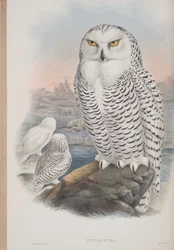 Nyctea Nivea, Tafel aus The Birds of Great Britain von John Gould, veröffentlicht 1862-73