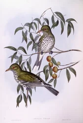 Olivrückenpirol, Gravur von John Gould