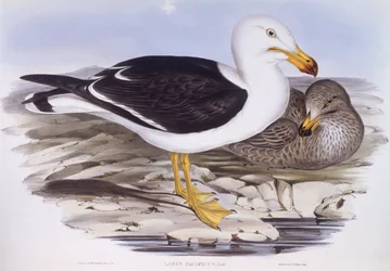 Pazifikmöwe (Larus pacificus)