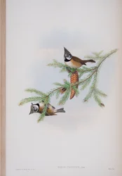 Parus Cristatus, Tafel aus Die Vögel von Großbritannien von John Gould, veröffentlicht 1862-73