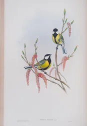 Parus Major, Tafel aus Die Vögel von Großbritannien von John Gould, veröffentlicht 1862-73