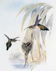 Schuppenkehl-Eremit, Gravur aus Monograph of Trochilidae or Humming Birds