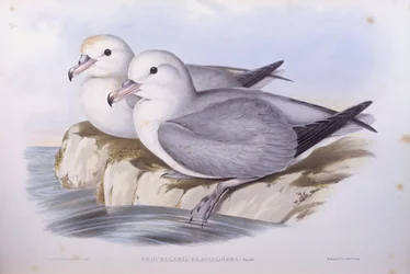 Südlicher Eissturmvogel (Fulmarus glacialoides), Gravur von John Gould