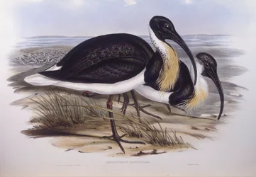Strohhalsibis (Threskiornis spinicollis)