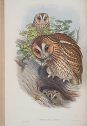 Syrnium Aluco, Tafel aus The Birds of Great Britain von John Gould, veröffentlicht 1862-73