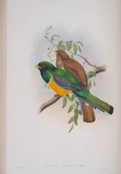 Trogon Atricollis, Tafel aus Die Vögel von Großbritannien von John Gould, veröffentlicht 1862-73