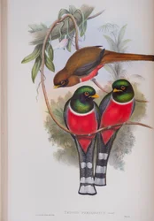 Trogon Personatus, Tafel aus Die Vögel von Großbritannien von John Gould, veröffentlicht 1862-73